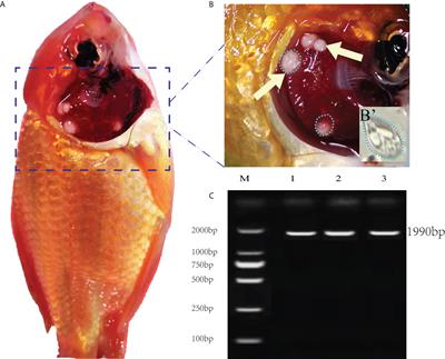 Immunosuppression and apoptosis activation mediated by p53-Bcl2/Bax signaling pathway -The potential mechanism of goldfish (Carassius auratus Linnaeus) gill disease caused by Myxobolus ampullicapsulatus